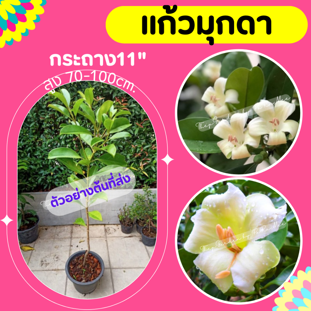 ต้นแก้วมุกดา ไม้ดอกหอม กระถาง 11 นิ้ว