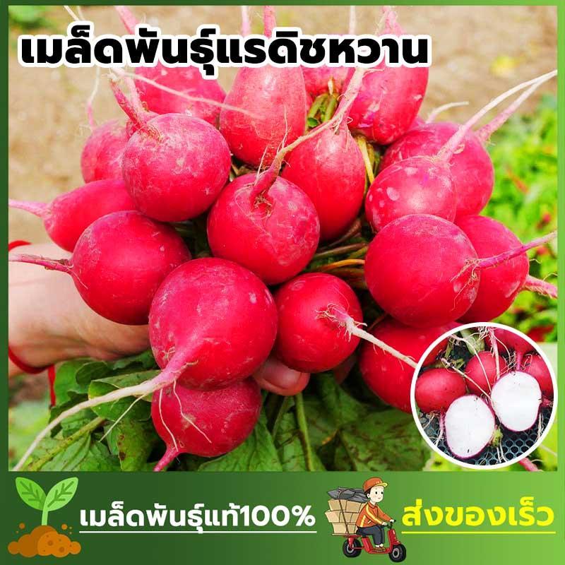 เมล็ดพันธ์ุ ไชเท้าแรดิช แรดิชแดง กรอบอร่อย ซองละ 2g