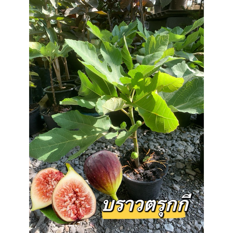 ต้นมะเดื่อบราวตรุกกี (ฟิก)กิ่งตอน