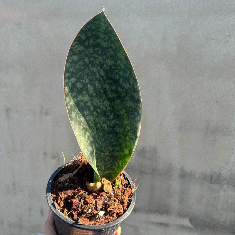 Sansevieria masoniana Chahin ลิ้นมังกร ครีปปลาวาฬ