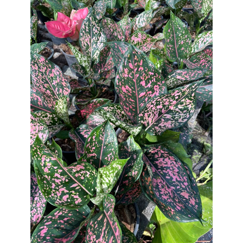 อโกนีมา ต้นรับเงินรับทอง กระถาง6”