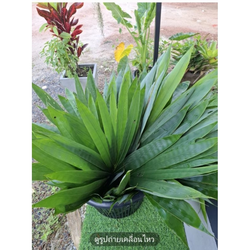 ใบไผ่สด(เก็บสดตามออเดอร์) สำหรับห่อขนม บ้ะจ่าง ซูชิ จัดจานฯลฯ
