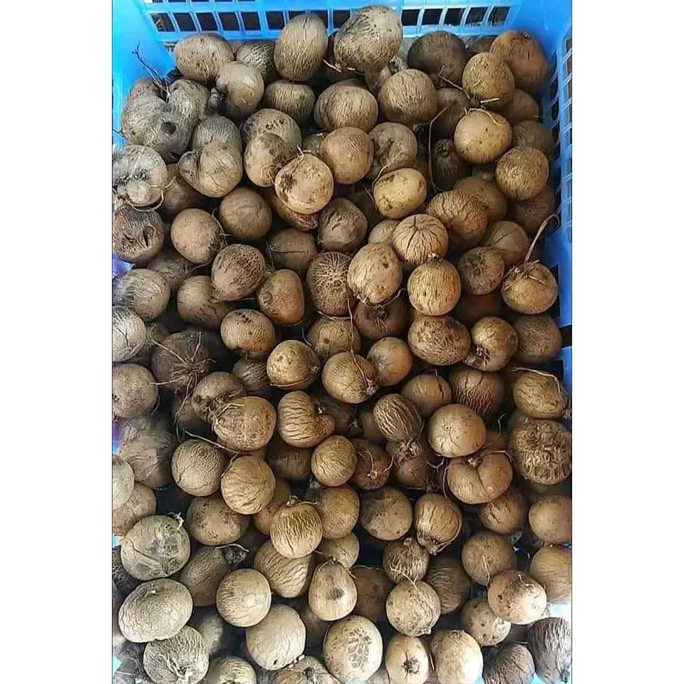 มันเหน็บ มันเห็บ มันหำ 1 กิโล 1kg 119 บาท มันเห็บมีทั้งหัวใต้ดินและบนกิ่งติดกับลำต้น หัวบนกิ่งจะกลมหรือเป็นรูป ผิวเรียบเ