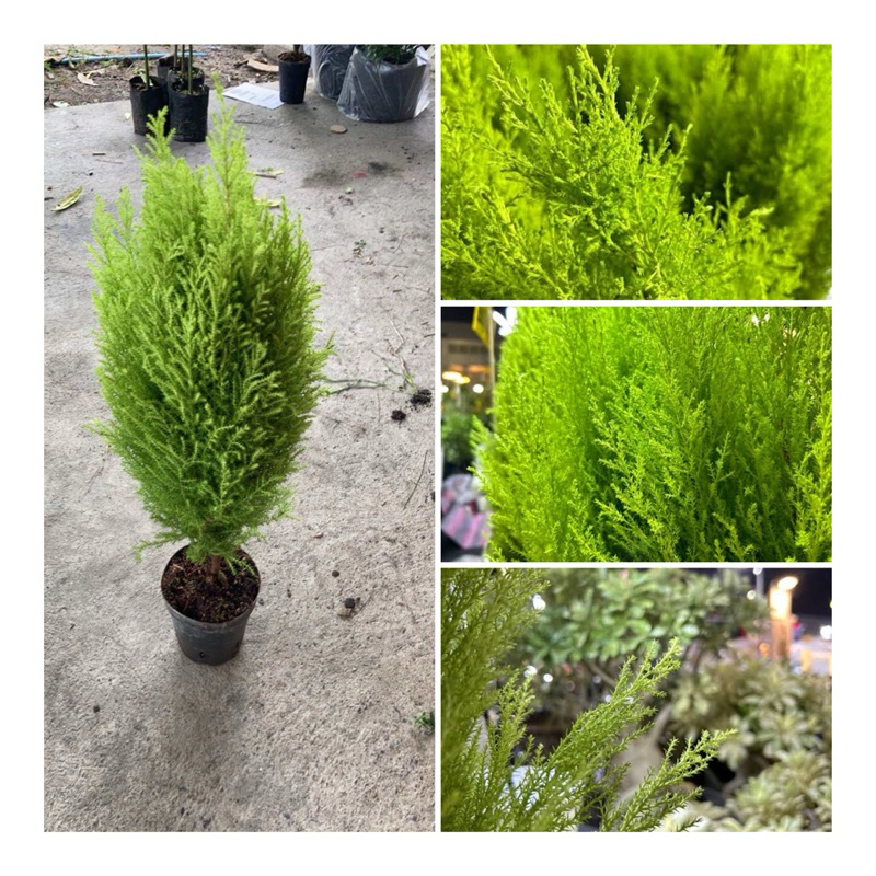 ต้นสนเลม่อนหรือสนมะนาว LEMON CYPRESS ไม้ประดับ ต้นสวย ต้นสูง 30-40cm