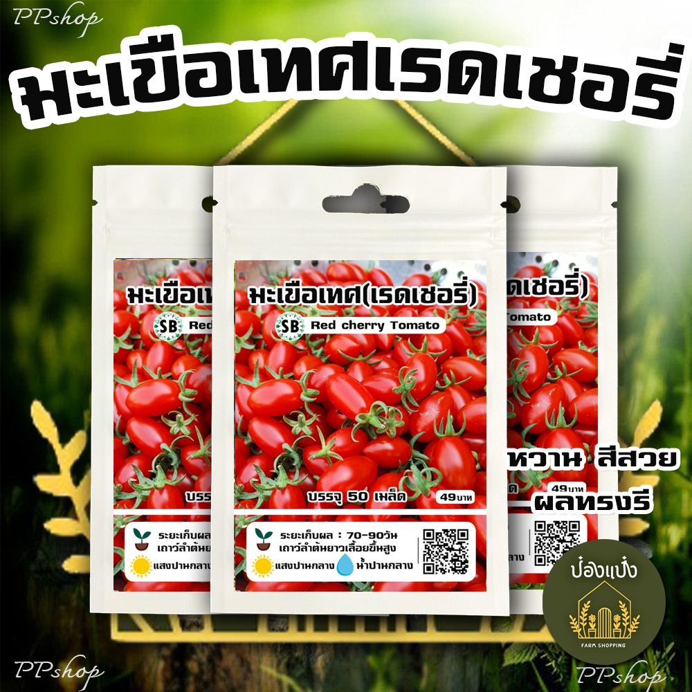 เมล็ดมะเขือเทศเรดเชอรี่(ทรงรี) - Red cherry Tomato [50 เมล็ด/ซอง] // ผลทรงรี สีแดงสด ผลดกเยอะ