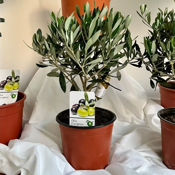 Bangkok Botanics - ต้นมะกอก ต้นโอลีฟ นำเข้าจากยุโรป ดูเเลง่าย Olea Europaea ขนาด 40 ซม มีใบ Passport