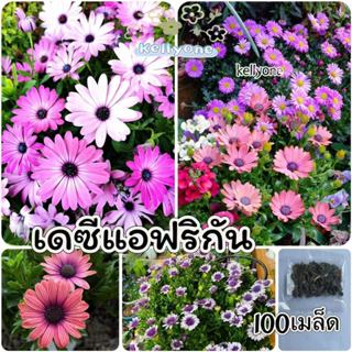 เมล็ดพันธุ์เดซี่แอฟริกา คละสี 100เมล็ด (African daisy)