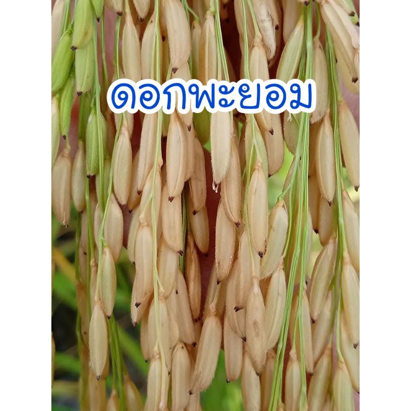 เมล็ดพันธุ์ข้าวเจ้าไร่ ดอกพะยอม 150 เมล็ด (พิจารณาก่อนตัดสินใจ)