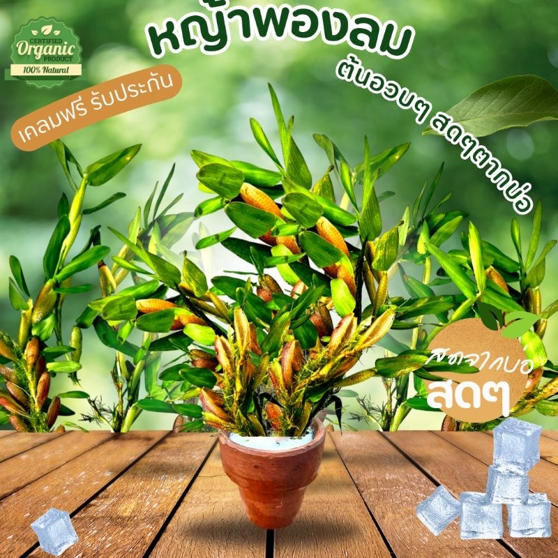ไผ่น้ำ หญ้าพองลม 1กระถาง  ตกแต่งใส่อ่างปลา โหลปลา มีรับประกัน