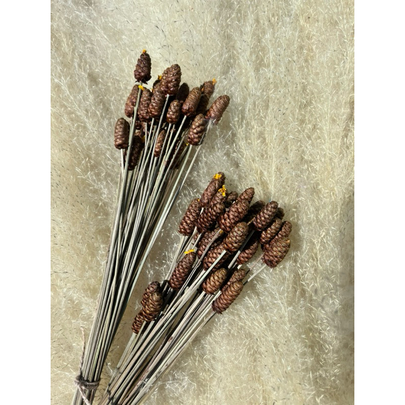 ดอกกระถินทุ่ง ดอกใหญ่  สีธรรมชาติ กระดุมทอง อบแห้งธรรมชาติ