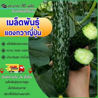 70 เมล็ด มล็ดพันธุ์แตงกวาญี่ปุ่น สายพันธุ์แท้ ปลูกง่าย ลูกดก