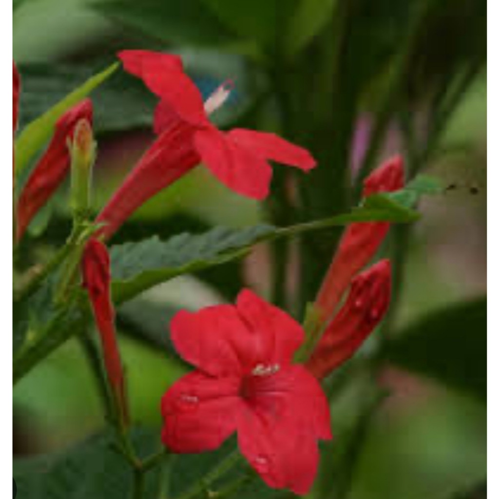 ต้นต้อยติ่งแดงหรือแดงซีลอน Red ruellia (Ruellia elegans)ร้าน ChayTongAong