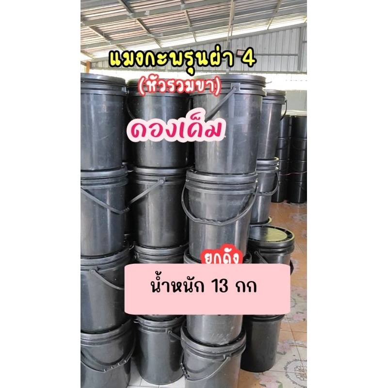 แมงกะพรุนดองเค็ม  ขาล้วน  ยกถัง ส่งเป็นถัง