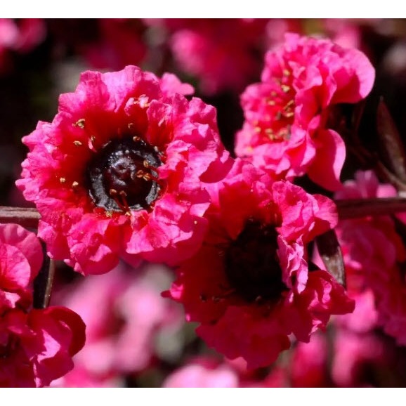 Leptospermum Scoparium Manuka, Myrtle Flowers Roses for Honey Seeds เมล็ดพันธุ์ มานูก้า - รูปที่ 5