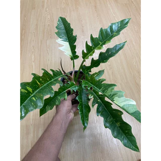 ต้นฟิโลเดนดรอนใบเลื่อยด่าง Philo.Ring of fire Variegated. ไม้ฝอกอากาศ กระถาง8”