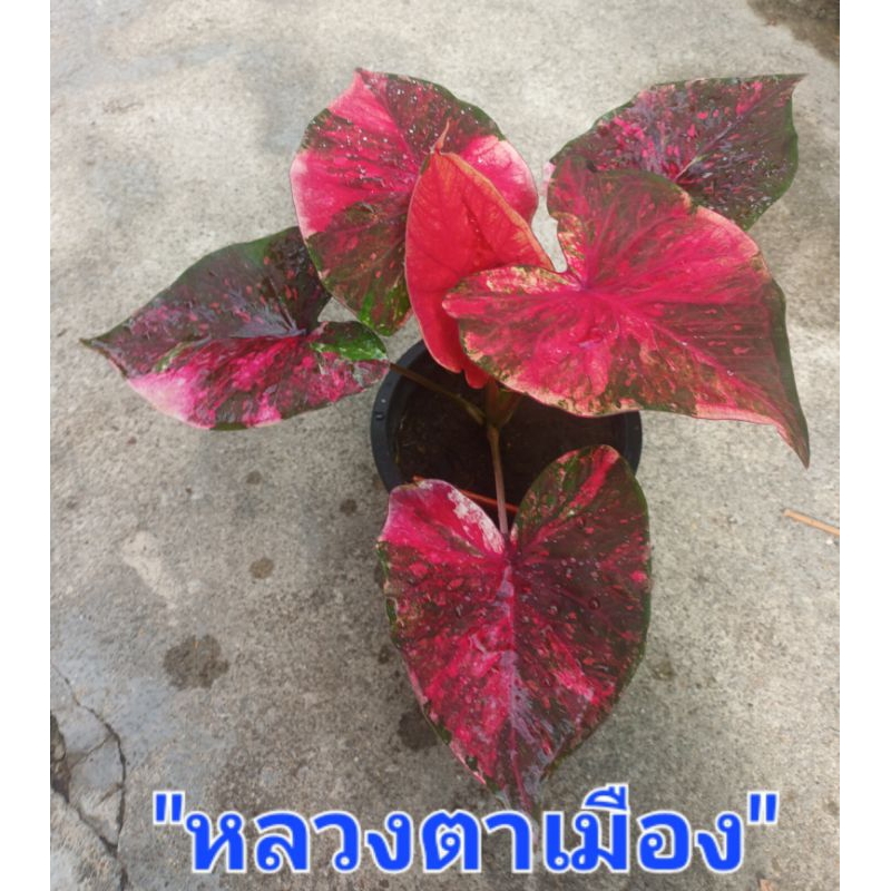 หลวงตาเมืองบอนสี เป็นบอนผ่าชิ้น ส่งกระถาง3-4นิ้ว