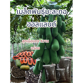 เมล็ดมะละกอฮอลแลนด์ มะละกอกินสุกหวาน ออกลูกต้นเตี้ย เนื้อหนา…