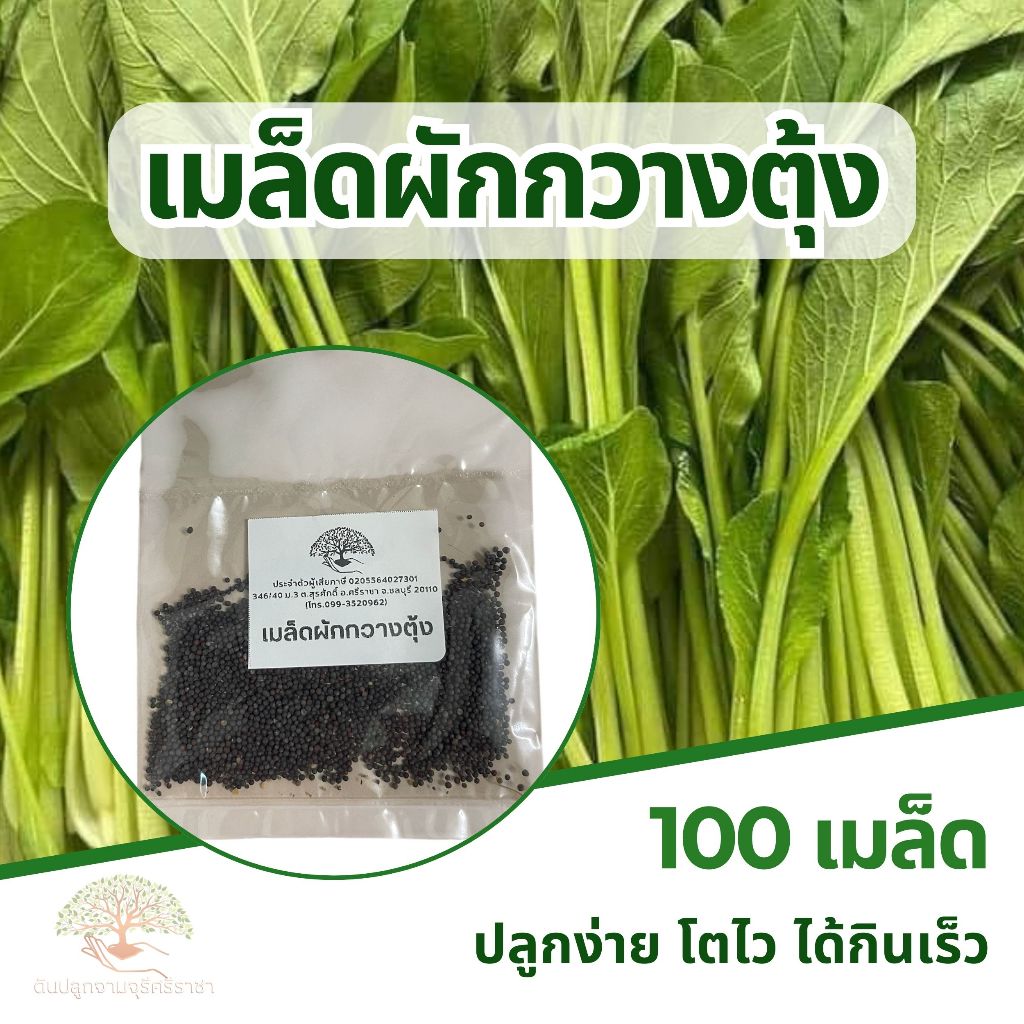 เมล็ดผักกวางตุ้ง 100 เมล็ด (แบ่งขาย)