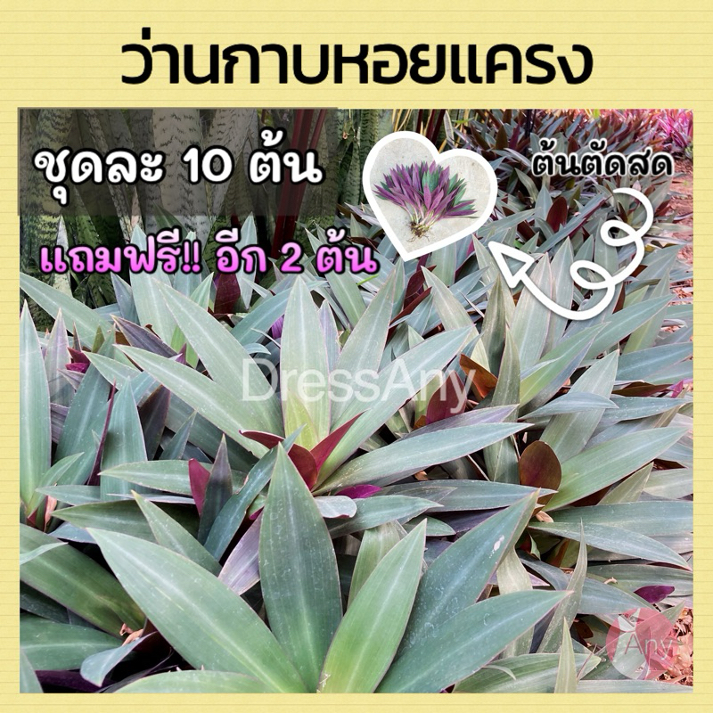 ว่านกาบหอย ว่านกาบหอยแครง ไม้ประดับ ปลูกง่าย ใบสวย ต้นตัดสด