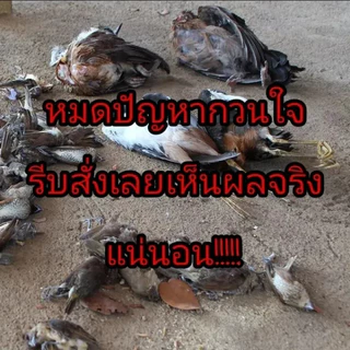 เหยื่อกำจัดนกพิราบ นกกระจอก นกกระจิบ ยาเบื่อนก สูตรใหม่ 100%ได้ผล ตายแห้งไม่เหม็น ยาเบื่อนกพิราบ ยากำจัดนก ไล่นกพิราบถา