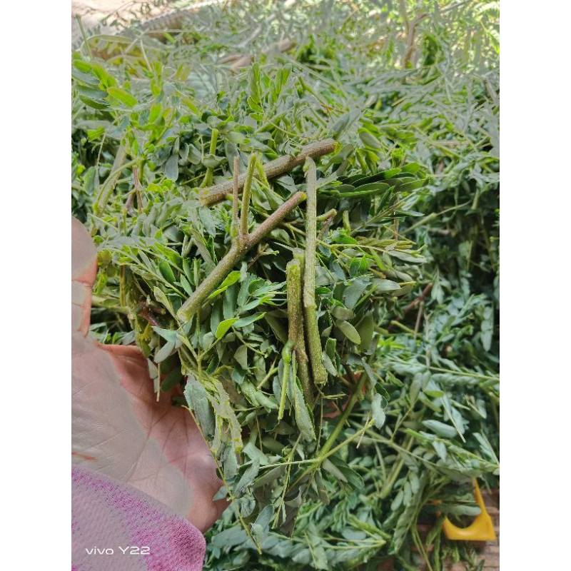 ต้นกระถินสับชิ้นเล็กสดส่ง ขนาด 1,000 กรัม 50 บาท