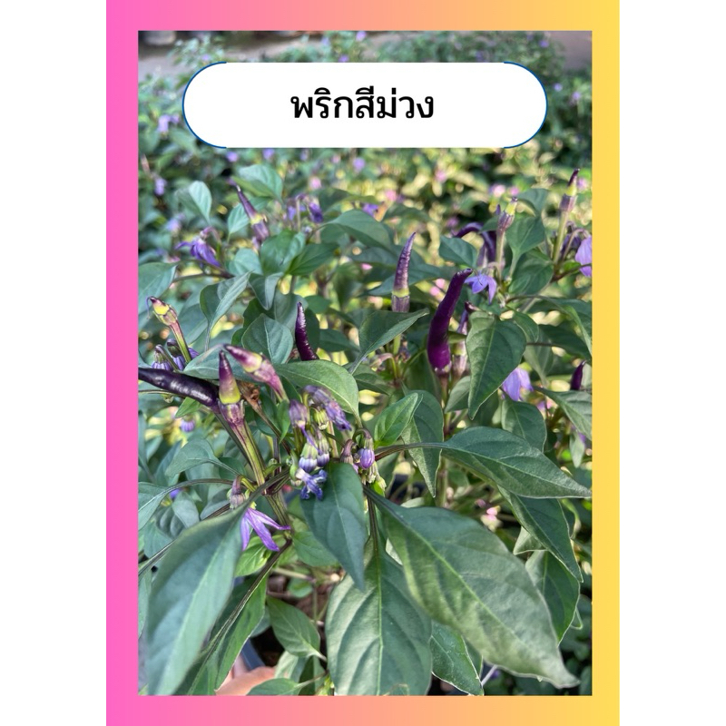 พริกม่วง พริกรวมสี พริกกะเหรี่ยง พริกเจ็ดสี พริกตุ้ม กระถาง 8 นิ้ว