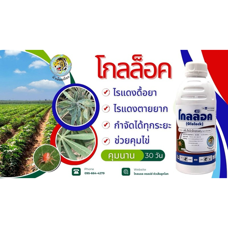 โกลล็อค☘️สไปโรไดโคลเฟน 24เอสซี ขนาด 500 ซีซี☘️ ไรสนิม ไรแดง แมงมุมแดง ไรขาวพริก ไรสองจุด แมลงหวี่ขาว