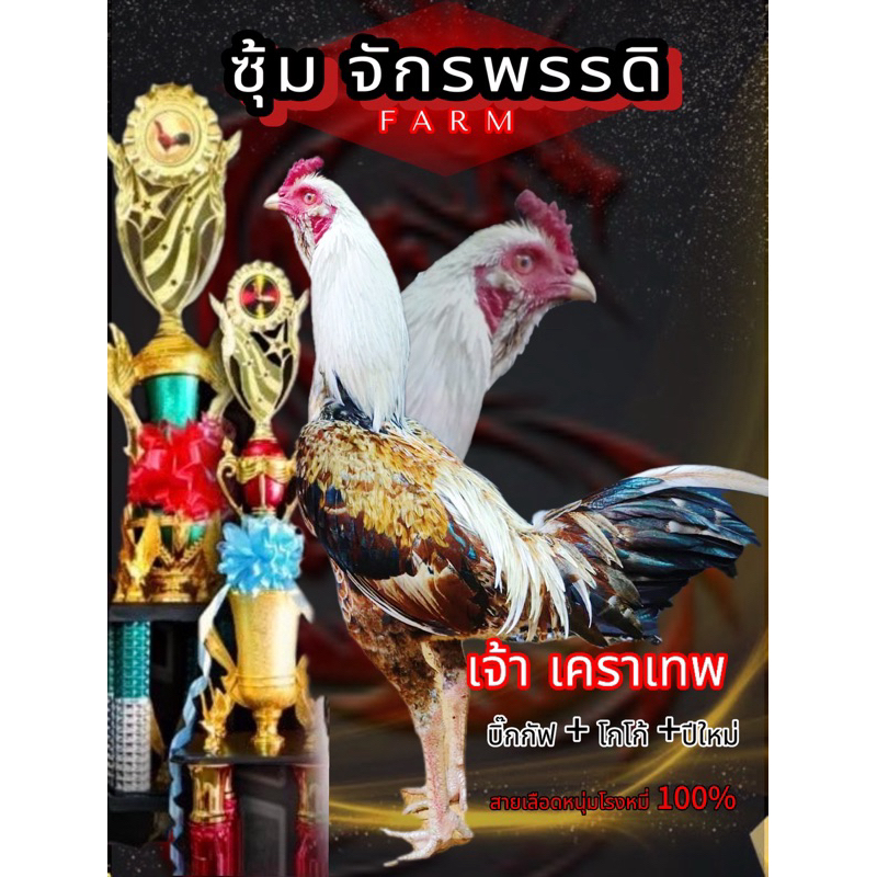 ไข่ไก่ชนพม่า บิ๊กกัฟ+โกโก้+ปีใหม่ ม้าล่อแข้งคม สายเลือดหนุ่มโรงหมี่