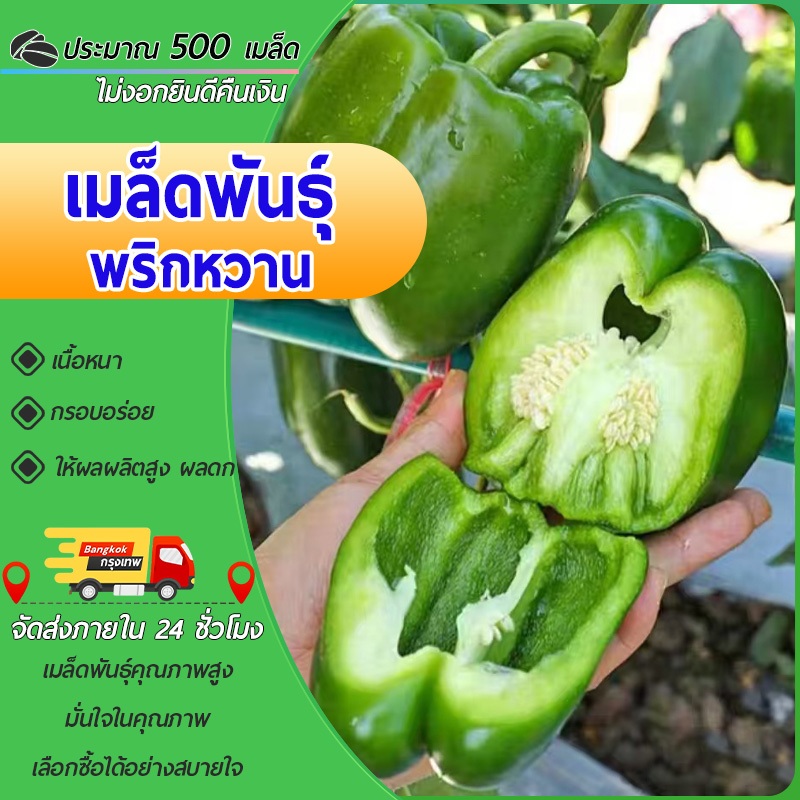 500เมล็ด เมล็ดพันธุ์พริกหวานพริกหยวกหวาน  Pepper Seedพริกหวาน พริกหยวกเมล็ดผักปลูกผักสวนครัว – โปรปัง