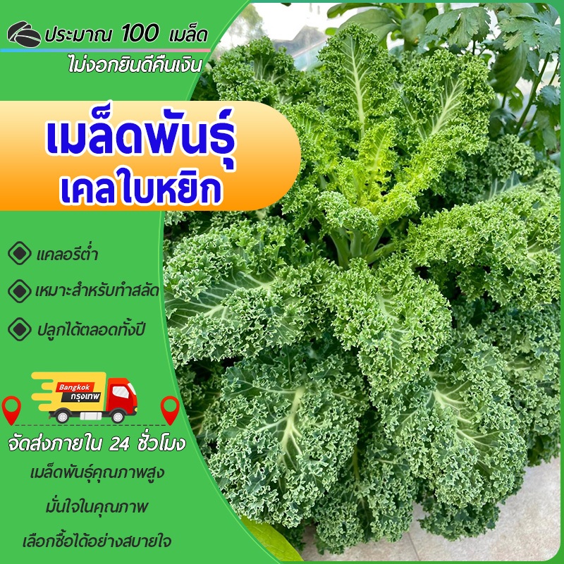 100เมล็ เมล็ดพันธุ์ดเคลใบหยิก เมล็ดคะน้าเคล เคลใบหยิกคะน้าเคลใบหยิก Kale เมล็ดผัก  ปลูกง่ายโตไว