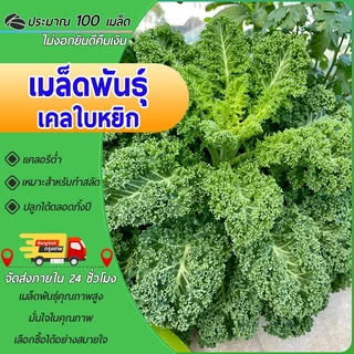 100เมล็ เมล็ดพันธุ์ดเคลใบหยิก เมล็ดคะน้าเคล เคลใบหยิกคะน้าเคลใบหยิก Kale เมล็ดผัก ปลูกง่ายโตไว