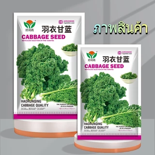 100เมล็ เมล็ดพันธุ์ดเคลใบหยิก เมล็ดคะน้าเคล เคลใบหยิกคะน้าเคลใบหยิก Kale เมล็ดผัก ปลูกง่ายโตไว