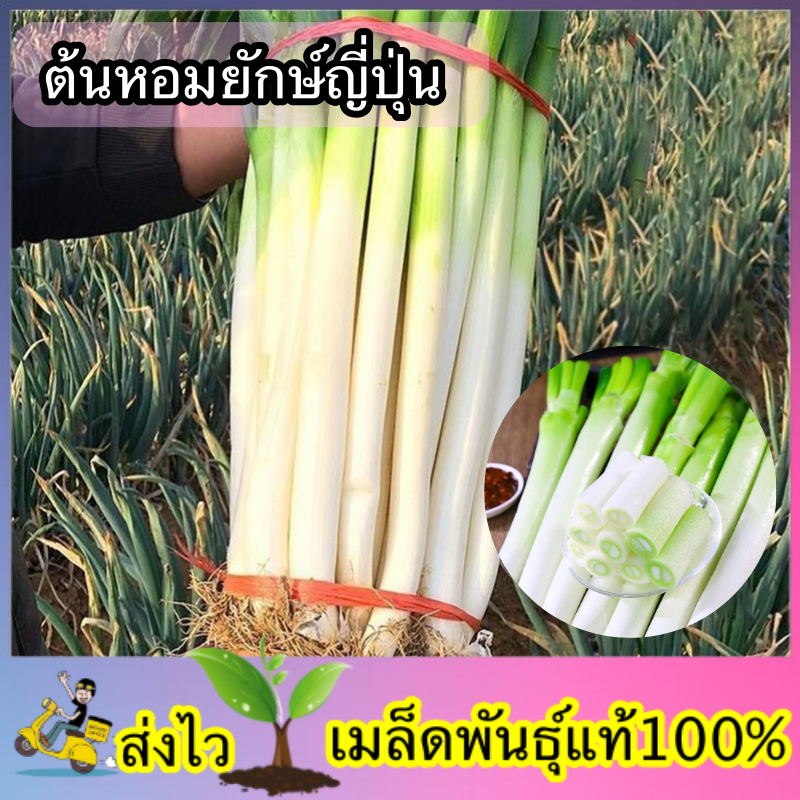 เมล็ดพันธ์ุ ต้นหอมยักษ์ญี่ปุ่น (ซองละ ประมาณ1000เมล็ด)