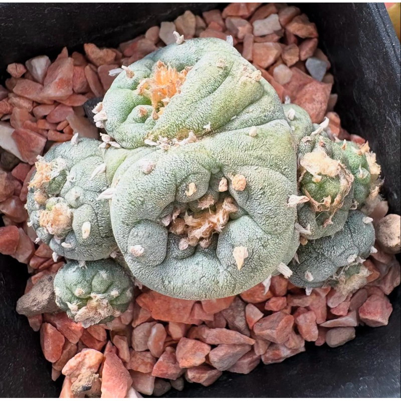 🔴⚫️🔴ของหายากค่าาRARE PLANT MONTROSE SKIN OF LOPHOPHORA🔴⚫️🔴 🍈🍈🍈 Lophophora Fricii Montrose Cristata