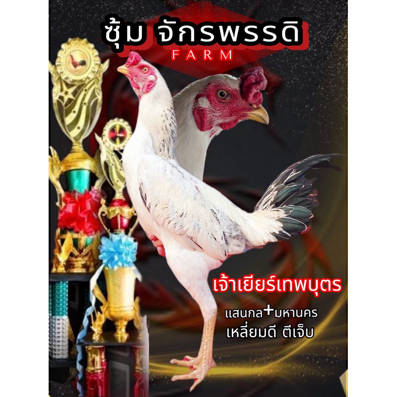 ไข่ไก่ชนพม่า  เเสนกล+มหานคร ม้าล่อเหลี่ยมดี
