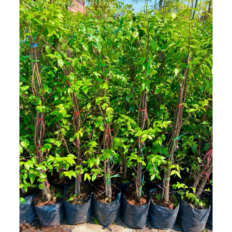 ต้นโมกพวง ไม้มงคล ไม้ประดับ ดอกสีขาวกลิ่นหอม (สูง 80-90cm)