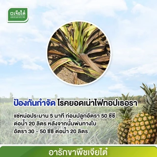 นิวฟอส กรด ฟอสโฟนิก ป้องกันรากเน่าโคนเน่า ขนาด1ลิตร จาก บ.เจียไต๋ ฝังเข็มทุเรียน ฝังเข็มต้นทุเรียน