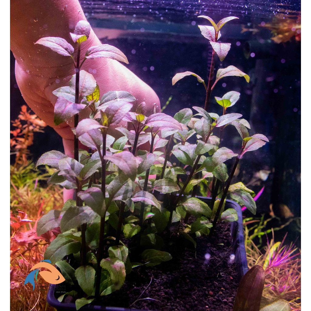 ต้นไม้น้ำ acmella repens (ของใหม่)