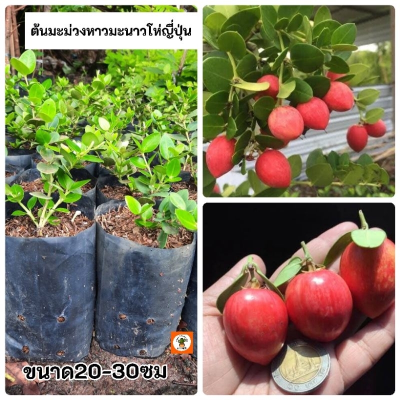 ต้นมะม่วงหาวมะนาวโห่  ญี่ปุ่นมะนาวโห่ญี่ปุ่น