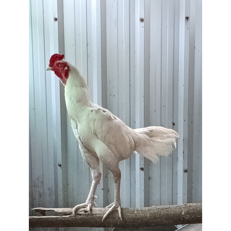 ไข่เชื้อสายขาวราชันผสมแม่สายเลือดดี ตีตัวทุบหลัง(ไข่ไก่สำหรับนำไปฟัก)