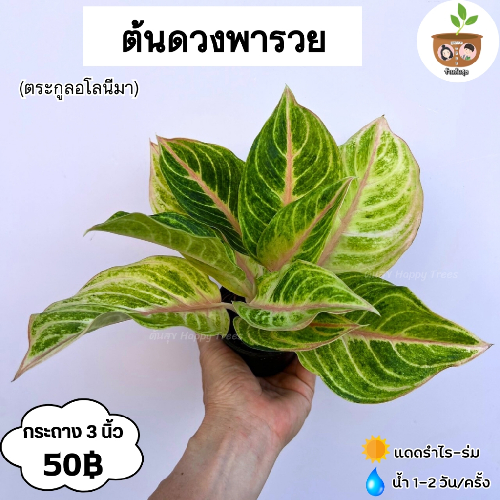ต้นดวงพารวย จัดส่ง 2 ต้นขึ้นไป คละแบบได้