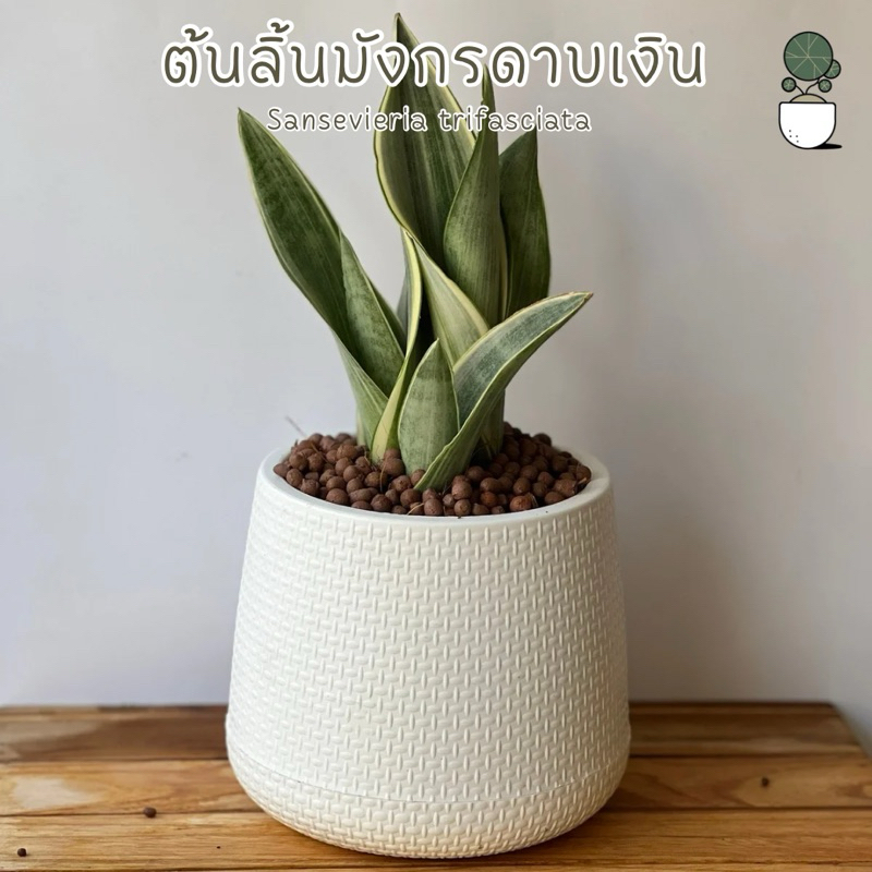 ลิ้นมังกรดาบเงิน Silver Sansevieria ต้นไม้มงคล เลี้ยงแดดรำไร ต้นไม้ฟอกอากาศ พร้อมกระถางเบลล่า ขนาด 5 นิ้ว