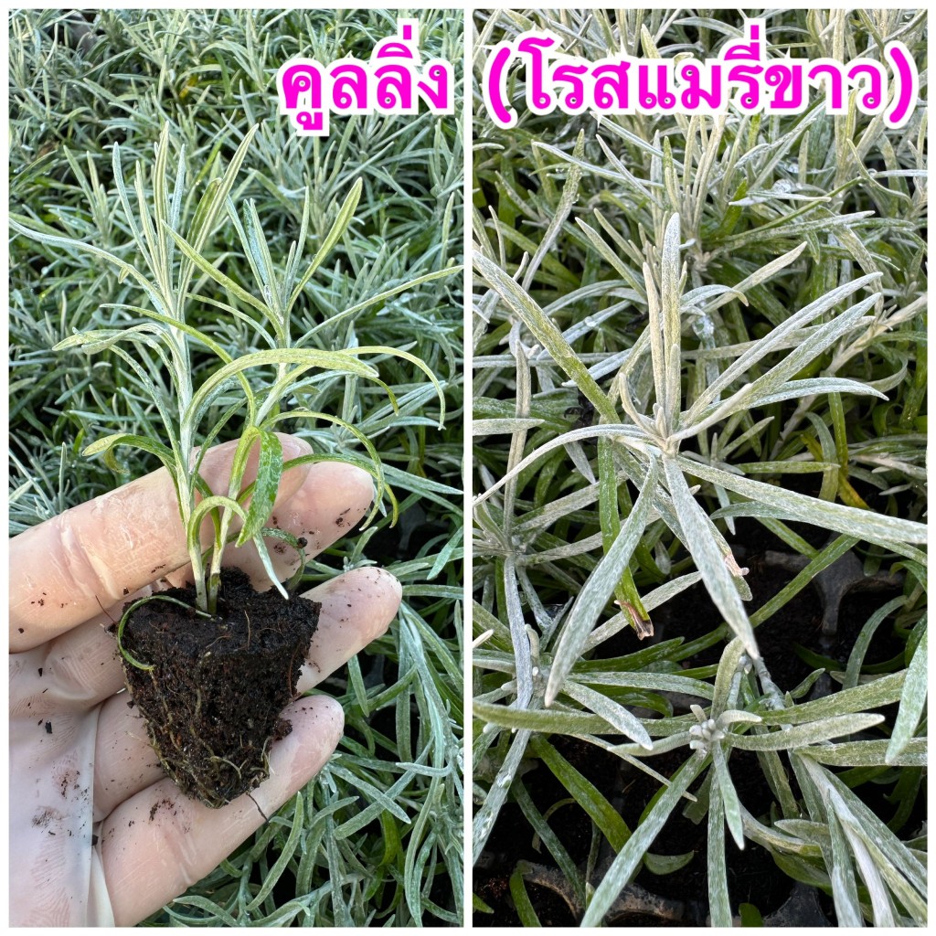 ต้นคูลลิ่ง (โรสแมรี่ขาว) สมุนไพรในตำนาน กิ่งปักชำมีรากปลูกง่าย