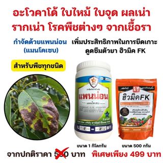 อะโวคาโด้ ใบไหม้ ใบจุด ผลเน่า รากเน่า โรคพืชต่างๆจากเชื้อรา …