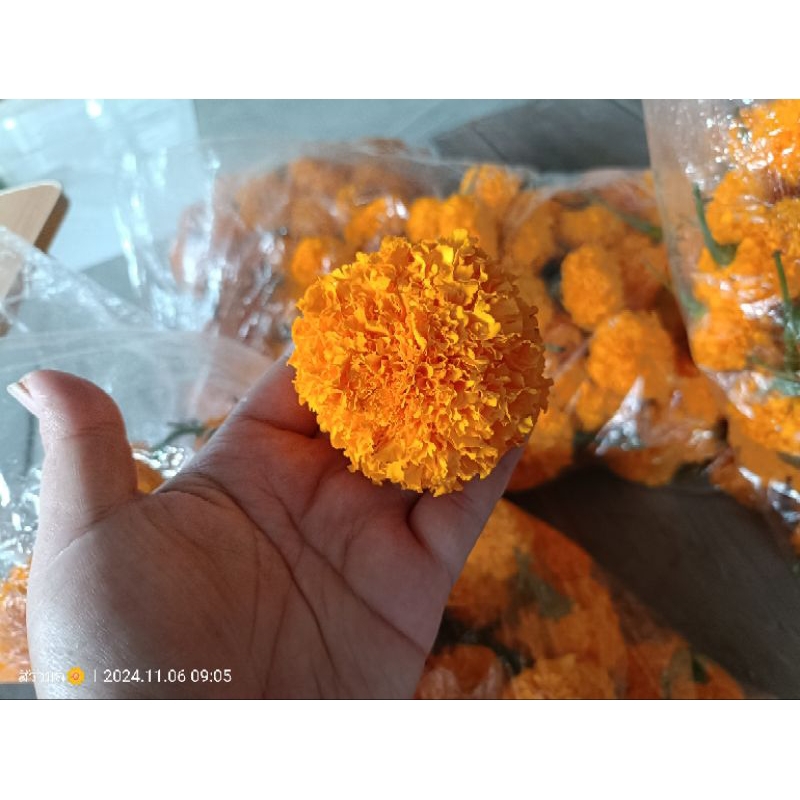 ดอกดาวเรืองสดไซส์ใหญ่ 100 ดอก เบอร์2