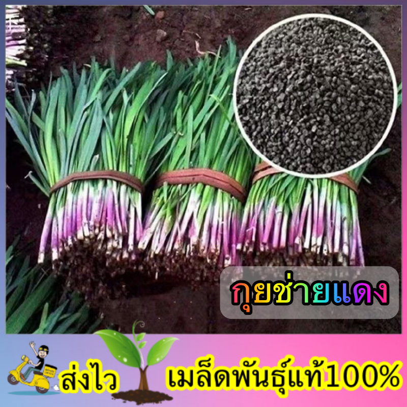เมล็ดพันธ์ุ กุยช่ายก้านแดง ซองละ 100 เมล็ด