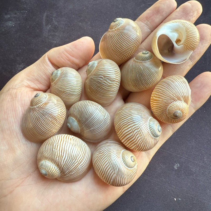 เปลือกหอยทะเลหายากและสวยงาม JIN SI YU SNAIL สำหรับสะสมส่วนตัวและตกแต่งตู้ปลา 1-3cm