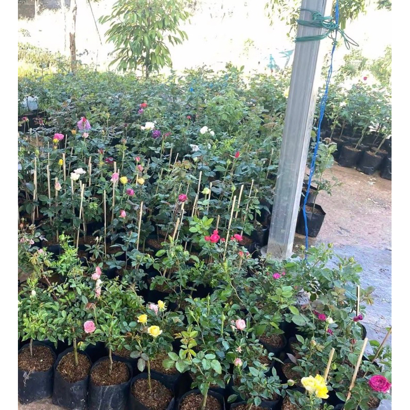 ต้นกุหลาบ ชุดสุ่มสี 4 ต้น 250 บาท ขนาดถุง 6 นิ้ว (ดอกใหญ่) มีกลิ่มหอม เป็นกิ่งติดตา สายพันธุ์ต่างประเทศ (ขายแบบสุ่มสี) - รูปที่ 2