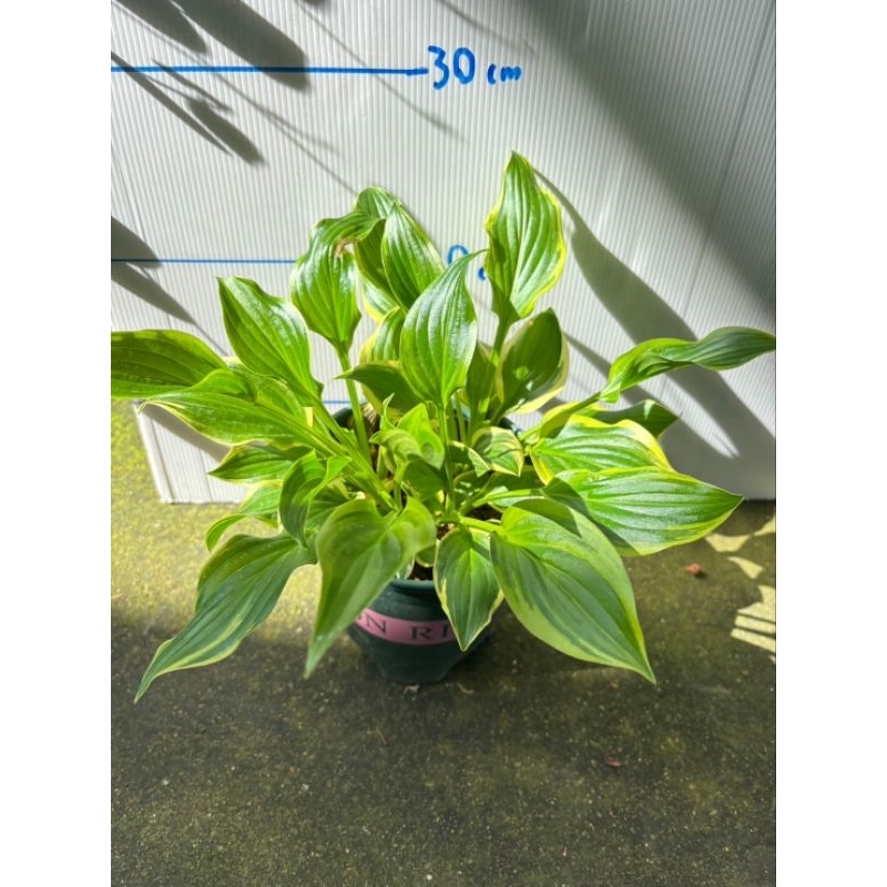 พัดโบกด่างกระถาง5นิ้วกอแน่นหลายต้นไม้นำเข้า Hosta