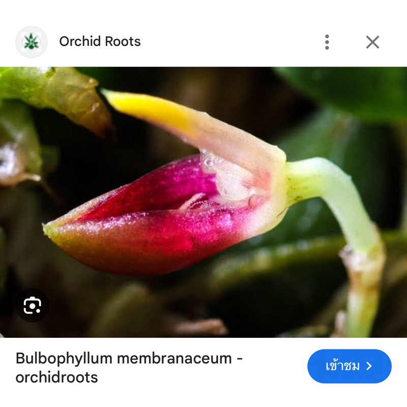 กล้วยไม้ขนาดเล็ก ไม้ปลูกสด bulbophyllum membranaceum